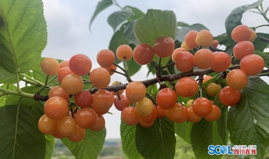 泸州方山樱桃图片