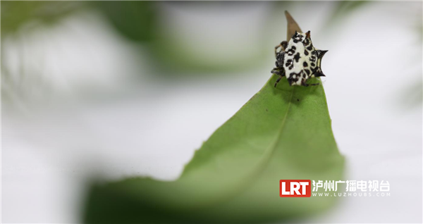 楊先生認為,庫氏棘腹蛛這樣的生物應該讓更多人知道,激發更多人去發現